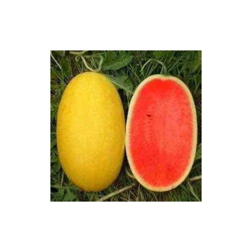 Hạt DƯA HẤU Hoàng kim F1 vỏ Vàng ruột Đỏ - Gói 1 gram