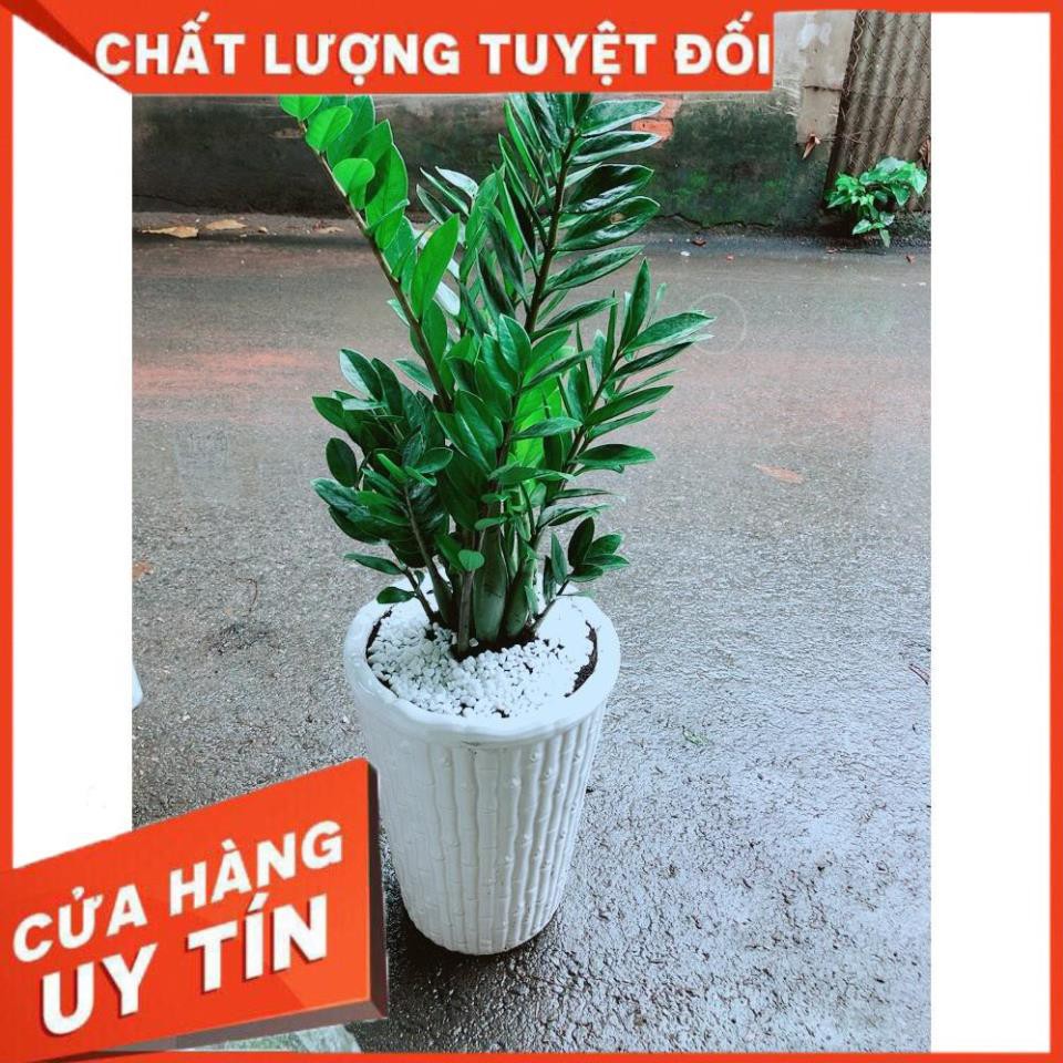 Chậu Kim Tiền Size Đại