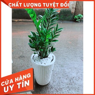 Chậu Kim Tiền Size Đại