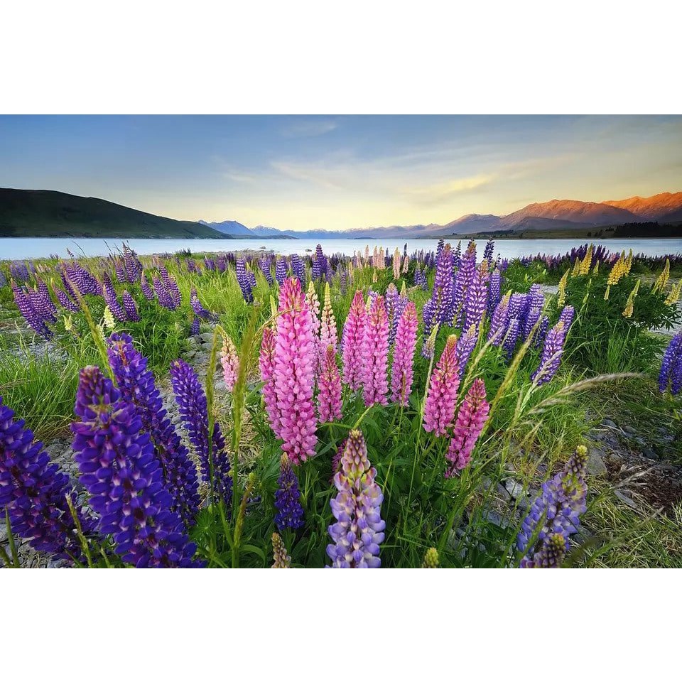 Hạt giống hoa đậu Lupin loại F1 dễ trồng tỉ lệ nảy mầm cao hoa mix màu