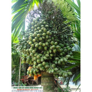 Cây Giống Cau Lùn cao 25 - 40cm( ảnh thật số 2)