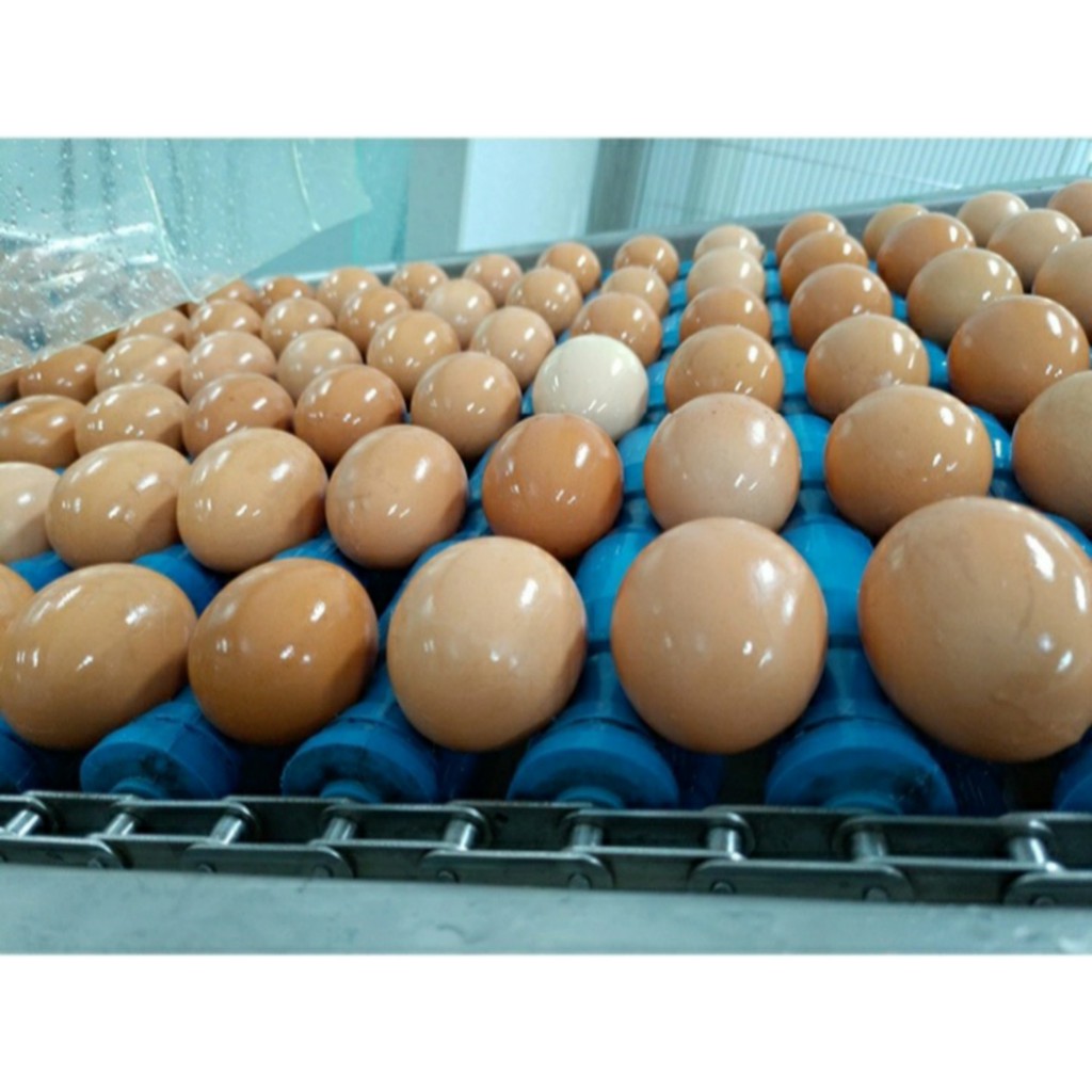 Lòng trắng trứng thanh trùng OVOVITA chai 1kg - Dành cho GYMER