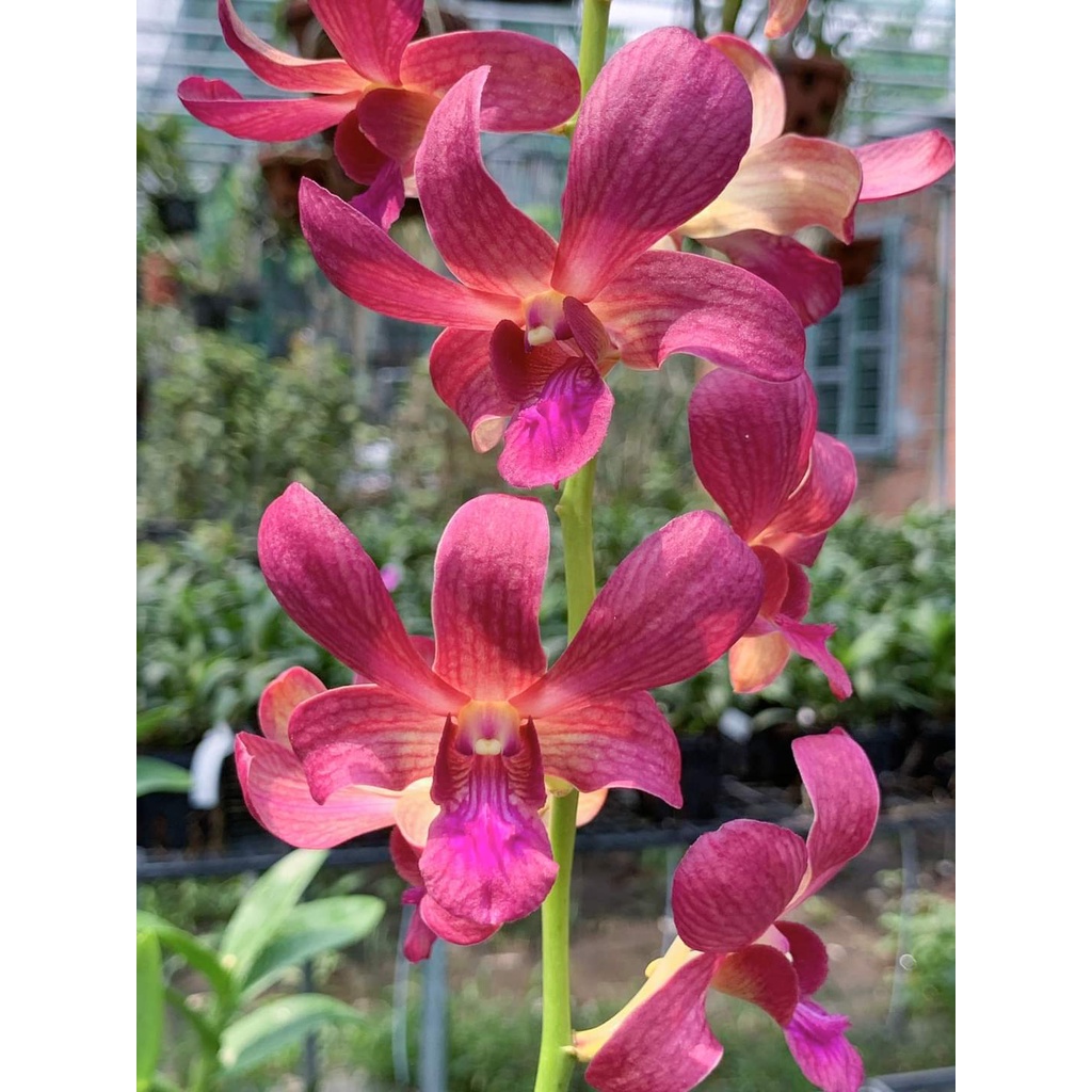 Denro Phượng Hoàng Lửa