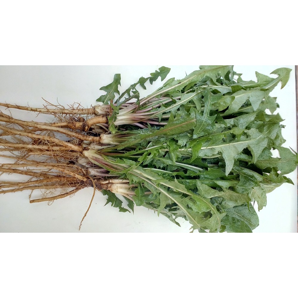 Trà Bồ Công Anh FREESHIP - Hộp 100 túi lọc  - Đặc Sản Đà Lạt | BigBuy360 - bigbuy360.vn