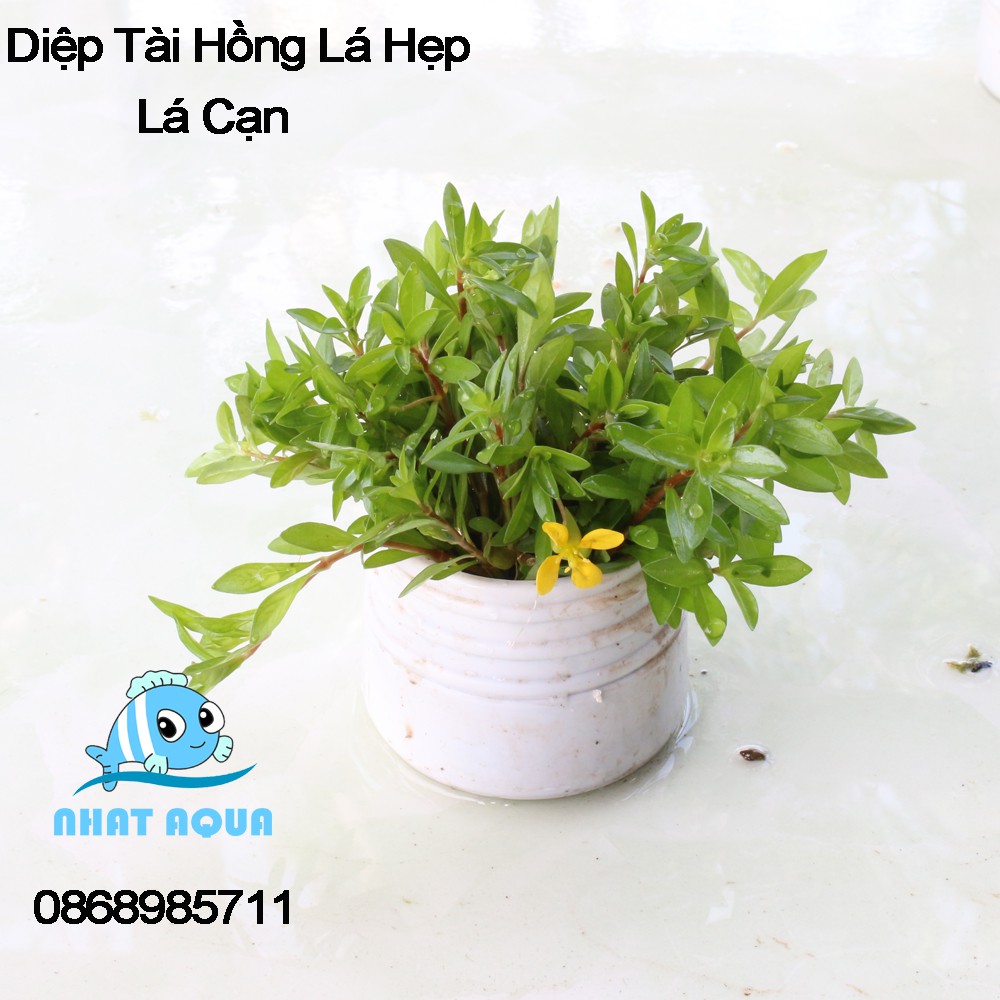 Diệp Tài Hồng Lá Hẹp ( Cây Thủy Sinh )