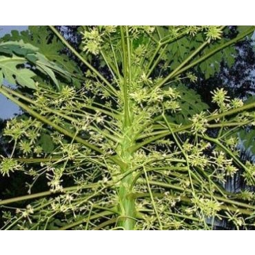 Cây Giống Đu Đủ Đực cấy mô (siêu sớm)