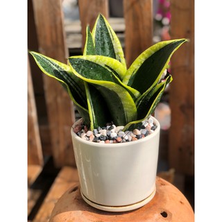 Chậu sứ cây Lưỡi Hổ Hoàng Kim