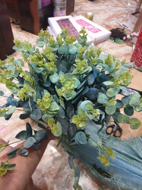 Lá táo mimosa hàng đẹp tươi xanh