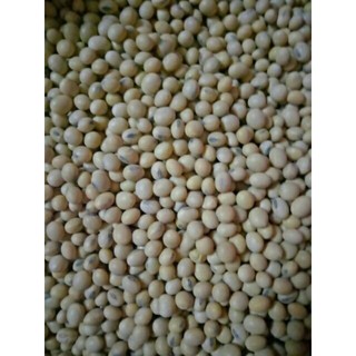 2kg đỗ tương ( đậu nành, đậu tương)