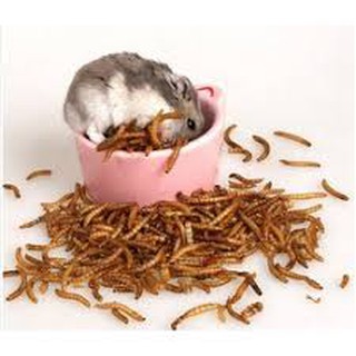 Sâu gạo rang bơ, thức ăn bổ sung dinh dưỡng khoái khẩu cho hamster, bọ, nhím