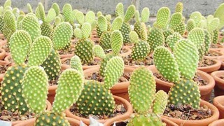 XƯƠNG RỒNG TAI THỎ
