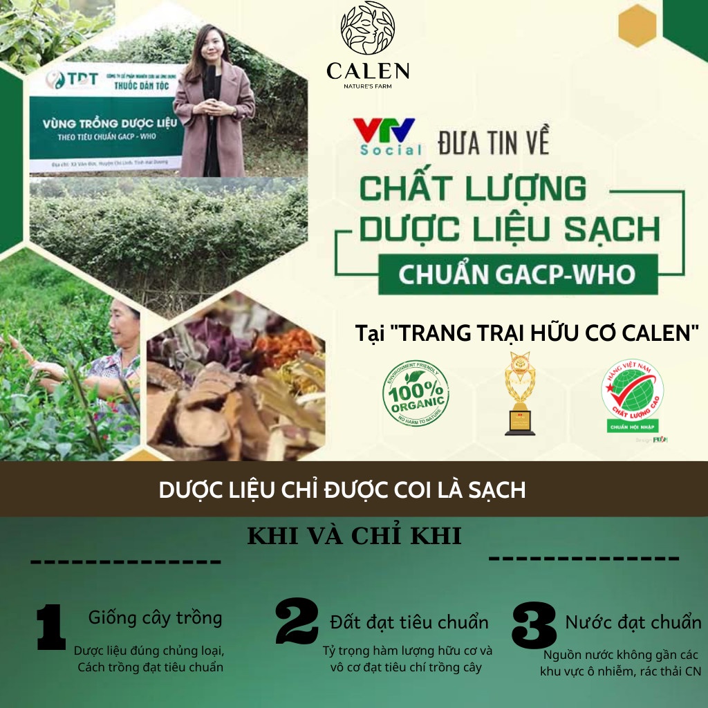 Trà Shan Tuyết Cổ thụ sấy khô QUÀ TẾT QUÀ TẾT QUÝ MÃO 2023  - Đặc sản Tà Xùa Việt Nam tăng cường đề kháng, giảm stress