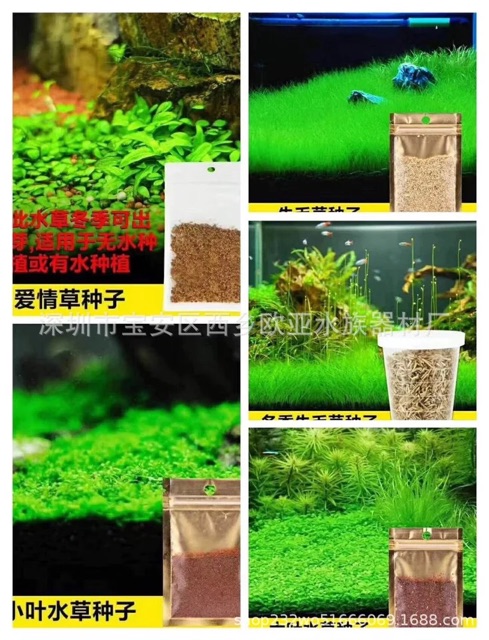 HẠT GIỐNG TRÂN CHÂU NGƯU MAO CHIÊN ƯƠM MẦM CÂY THỦY SINH