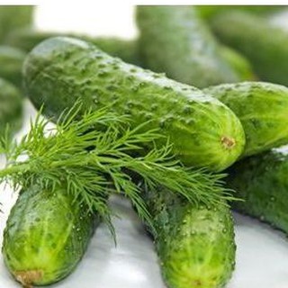 Hạt giống Dưa Chuột bao tử – 10Hạt