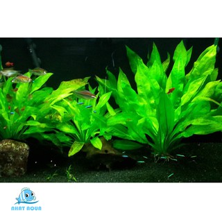 Cây thủy sinh Lưỡi Bò