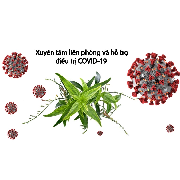 Viên uống thảo mộc Xuyên tâm liên phòng ngừa các vấn đề về hô hấp lọ 30v