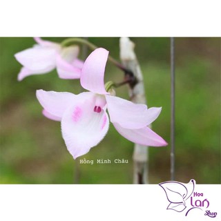 Lan Phi Điệp 🍀FREESHIP🍀 Hồng Minh Châu [ Ươm Kie ]