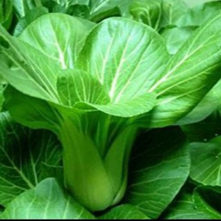 20gram HẠT GIỐNG CẢI THÌA