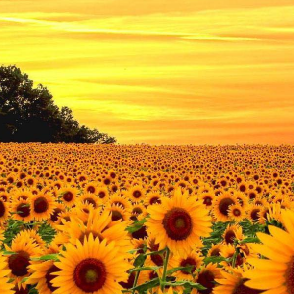 Tạp Hóa Đồ 24h