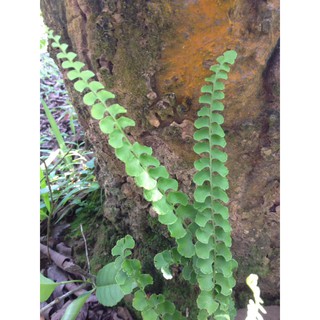 Dương xỉ cánh bướm thân xanh Tây Bắc