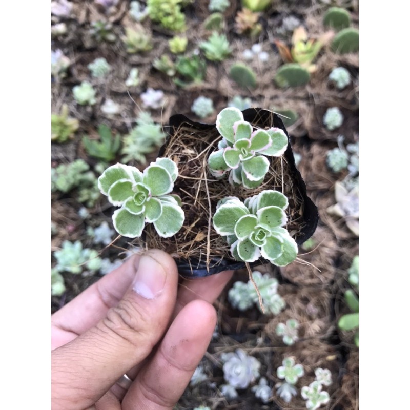 Sen sidum 3 màu mới Tri-color