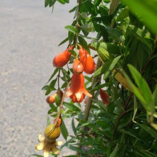 Cây lựu thái.lựu đỏ ấn độ(tặng kèm phân bón)