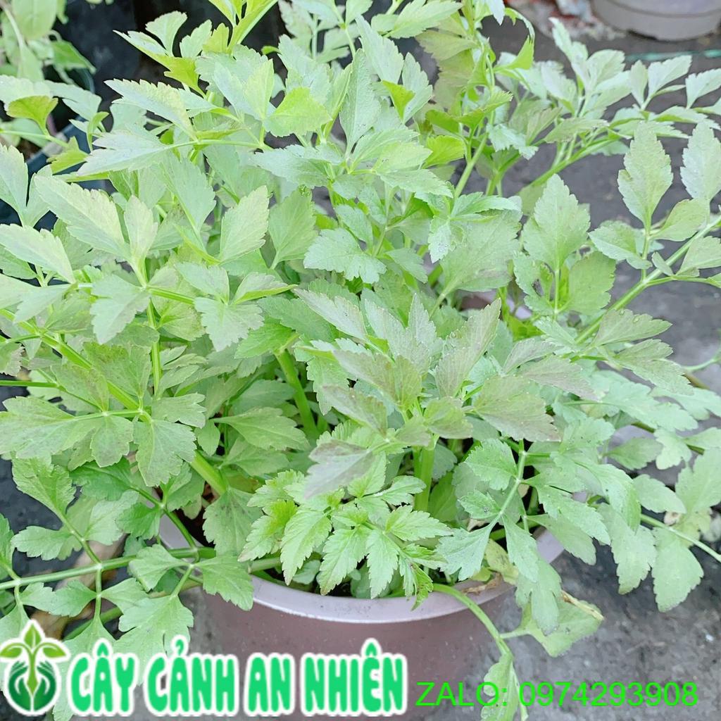 Chậu Cây Cần Ta