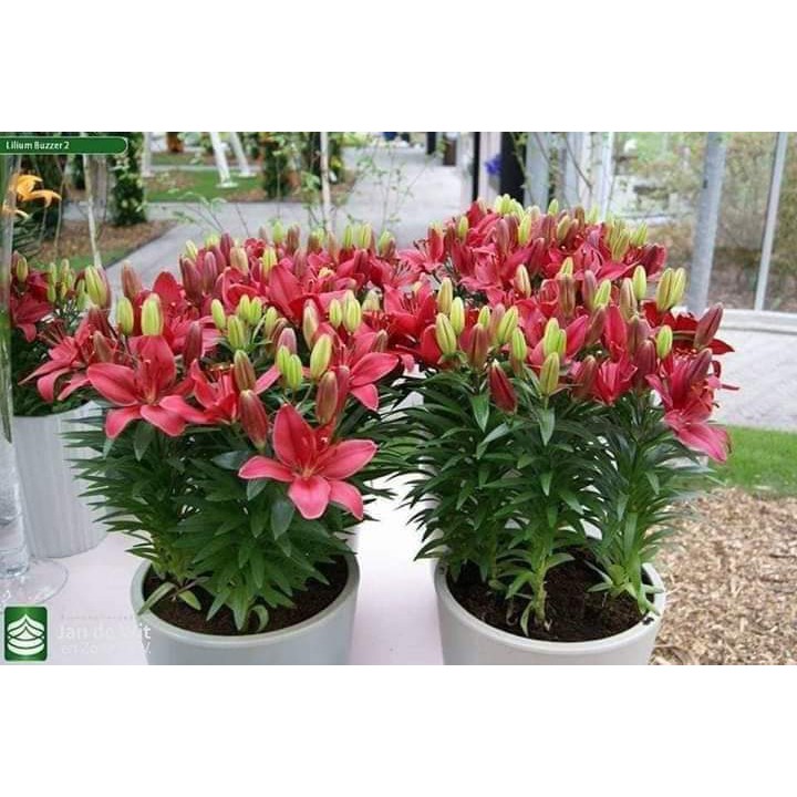 Củ ly, củ hoa ly lùn bông to đủ màu hoa