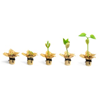 Hạt giống Đậu thần kỳ, magic bean seeds