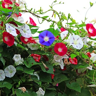 gói 30 hạt giống hoa triệu chuông leo