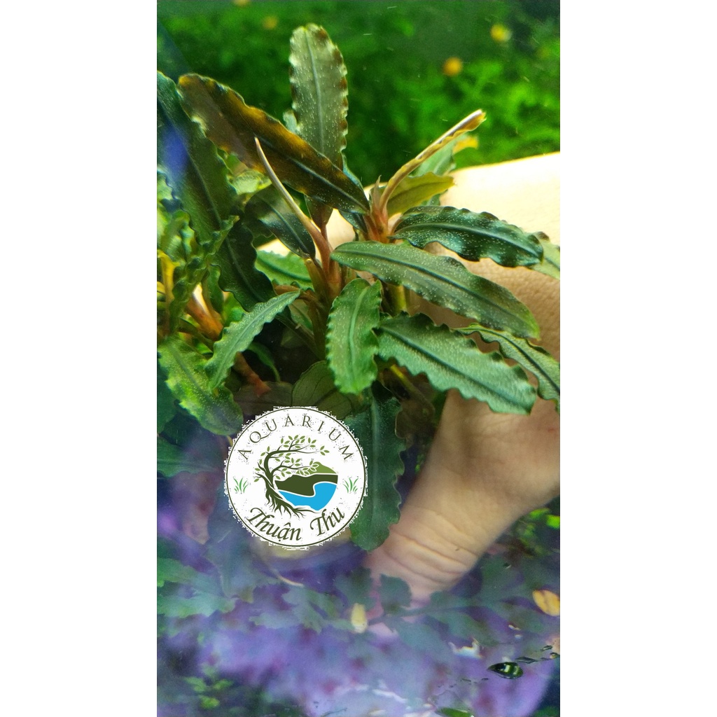 Cây Bucep Phalandra random lá răng cưa- Cây thủy sinh đẹp