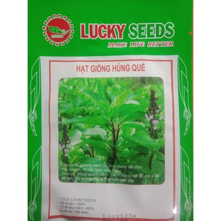 Hạt giống rau húng quế - 2gr