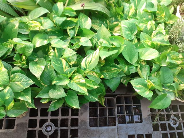 Trầu bà phong thủy