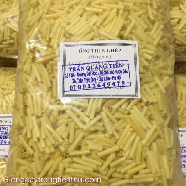 GIUN GHÉP CÂY GIỐNG (cà chua-dưa-bầu-bí...)nhập khẩu 500gr