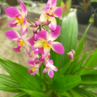 Địa lan bông tím trắng
