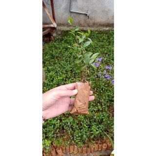 Combo 20 Phôi cây giống hồng ngọc mai tạo bonsai