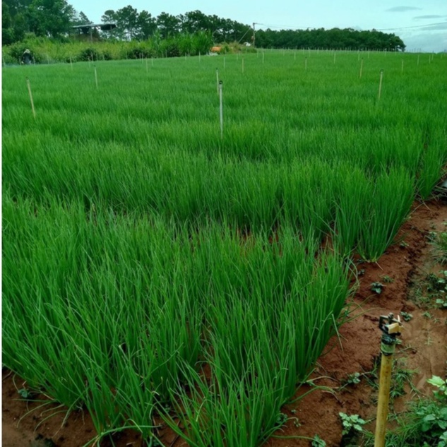 Hạt Giống Hành Hương Cao Sản VA.307