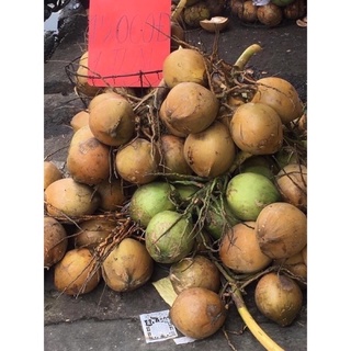 DỪA XIÊM - DỪA TA - DỪA DỨA Bến Tre.