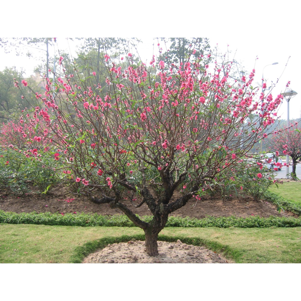 Giống đào thực sinh, đào bích, đào phai, Cao 35-40cm