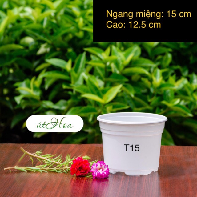 [Sỉ từ 20 cái Chậu nhựa trắng T15 (15x12.5 cm) trồng cây, trồng hoa nhựa cao cấp