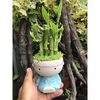 Chậu sứ trúc Phú Quý cỏ may mắn