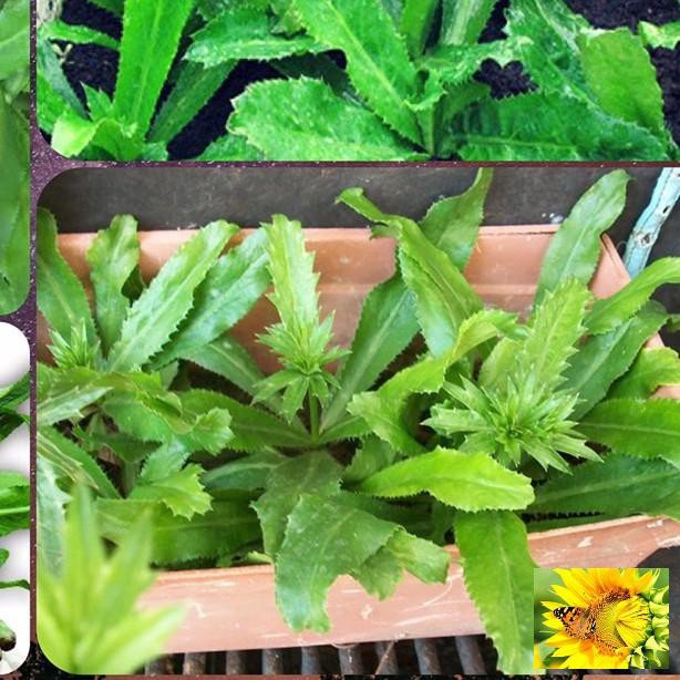 HẠT GIỐNG RAU MÙI ( NGÒ GAI) CAO SẢN SINH TRƯỞNG NHANH KHỎE