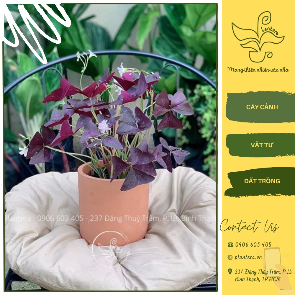 Cây Bướm Đêm Chậu C6 - Cây Cảnh - Cây Ưa Mát - Cây Nhỏ