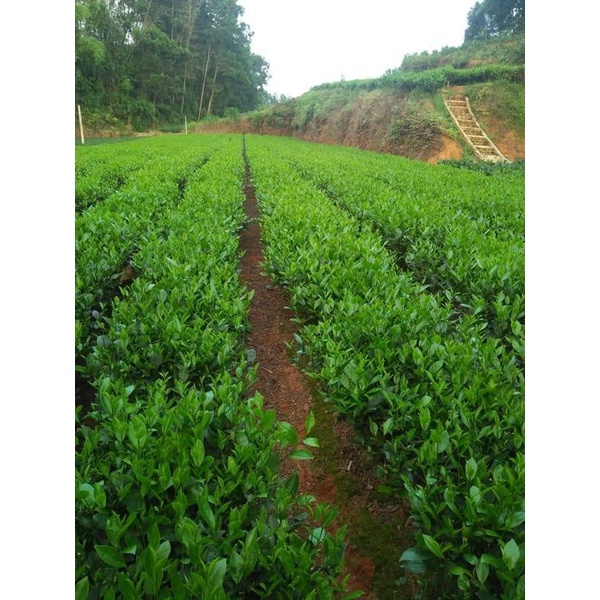 Chè tấm ngon thái nguyên loại 1