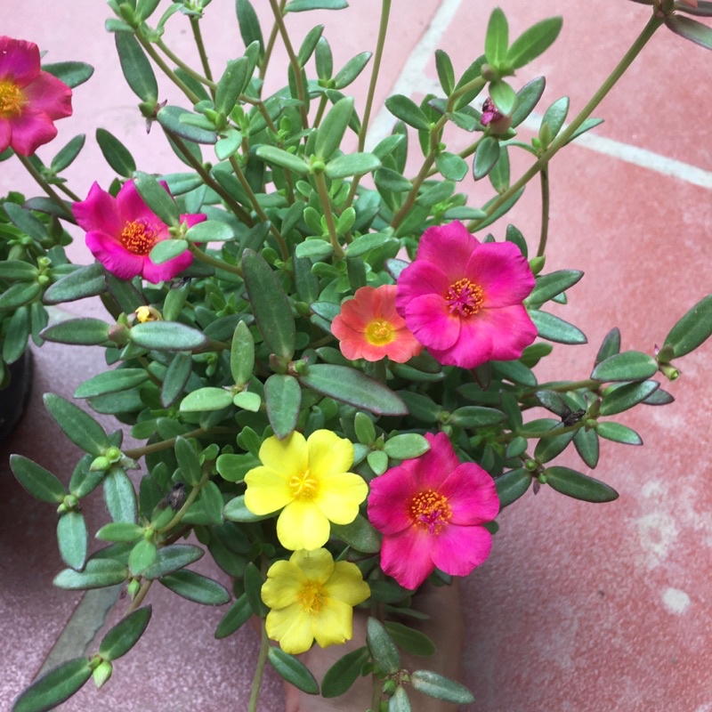 Hoa Sam Mix nhiều màu,cây xum,nhiều nụ