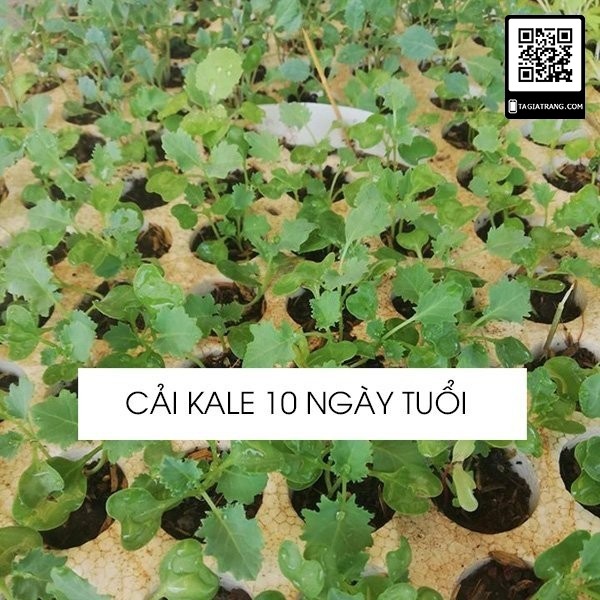 Hạt giống rau cải xoăn kale - Gói 1gr