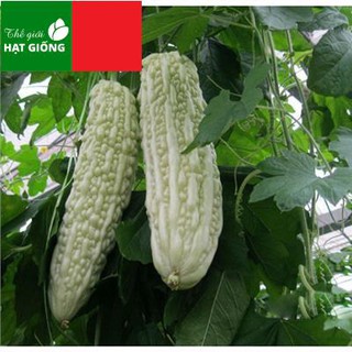 Hạt Giống Mướp Đắng, Khổ Qua Trắng F1