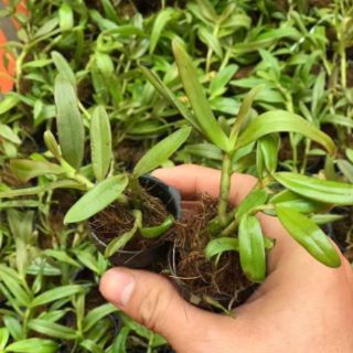 Dã hạc Đaklay ( combo 3 cốc)