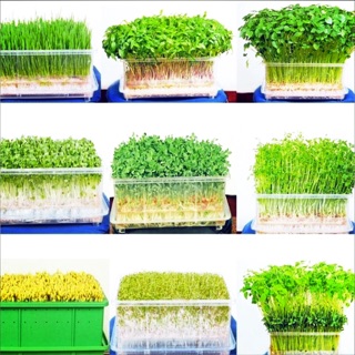 Hạt Giống Rau/Củ/Quả Trồng 4 Mùa ✔️Hạt giống rau Ăn mầm, Mầm lá lớn, Mầm củ cải trắng, Mầm cải xanh cay baby, Mầm Cải Đỏ