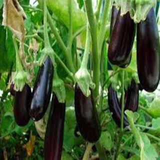 hạt giống cà tím dài đen gói 50 hạt